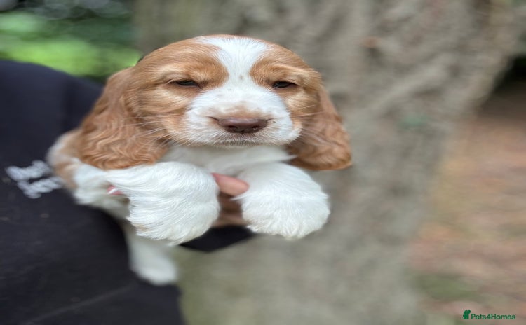 Cocker Spaniel dogs - Advert 1