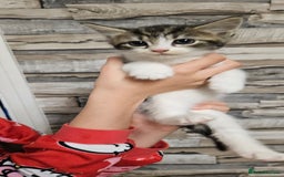 Mixed Breed cats for sale: Beautiful Kittens Ready For their forever homes - Image 3