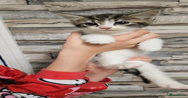 Mixed Breed cats - Advert 8