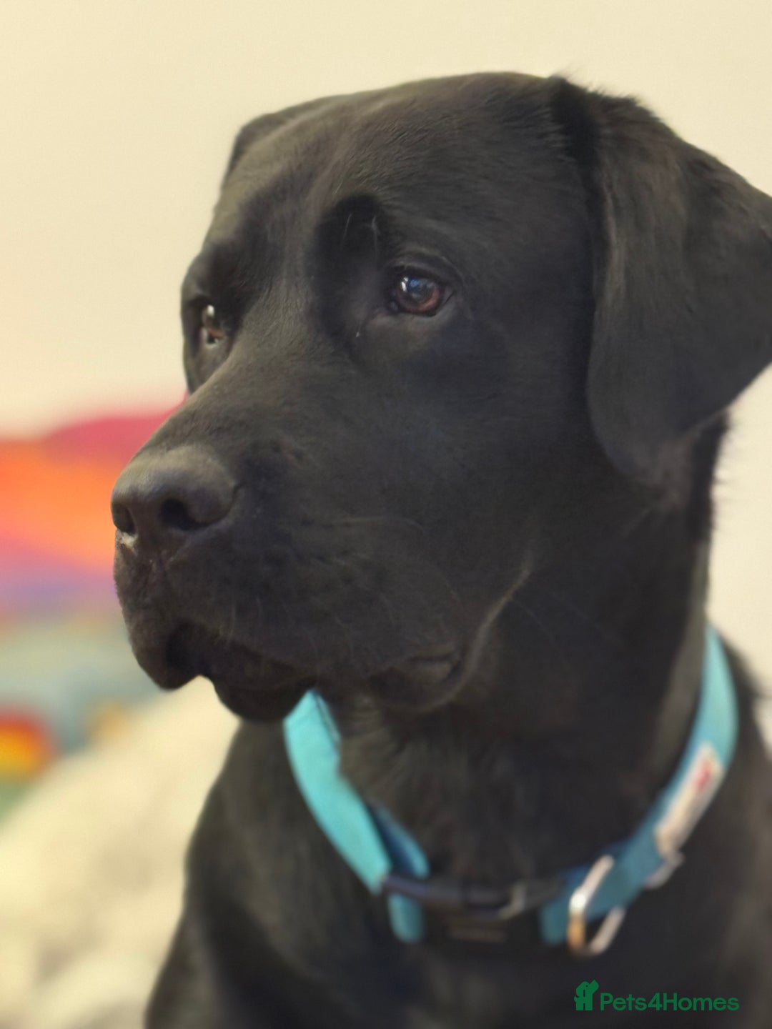 Labrador Retriever dogs for sale: KC Reg Pups, Excellent Pedigree, Ready This Week - Image 15