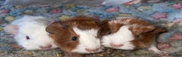 Guinea Pig rodents for sale: 3 beautiful boars.  - Advert 1