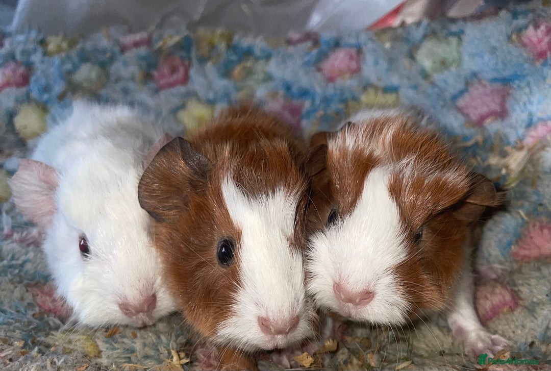 Guinea Pig rodents for sale: 3 beautiful boars.  - Advert 1
