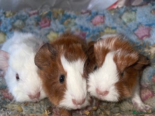 Guinea Pig rodents 3 beautiful boars. - Advert 1