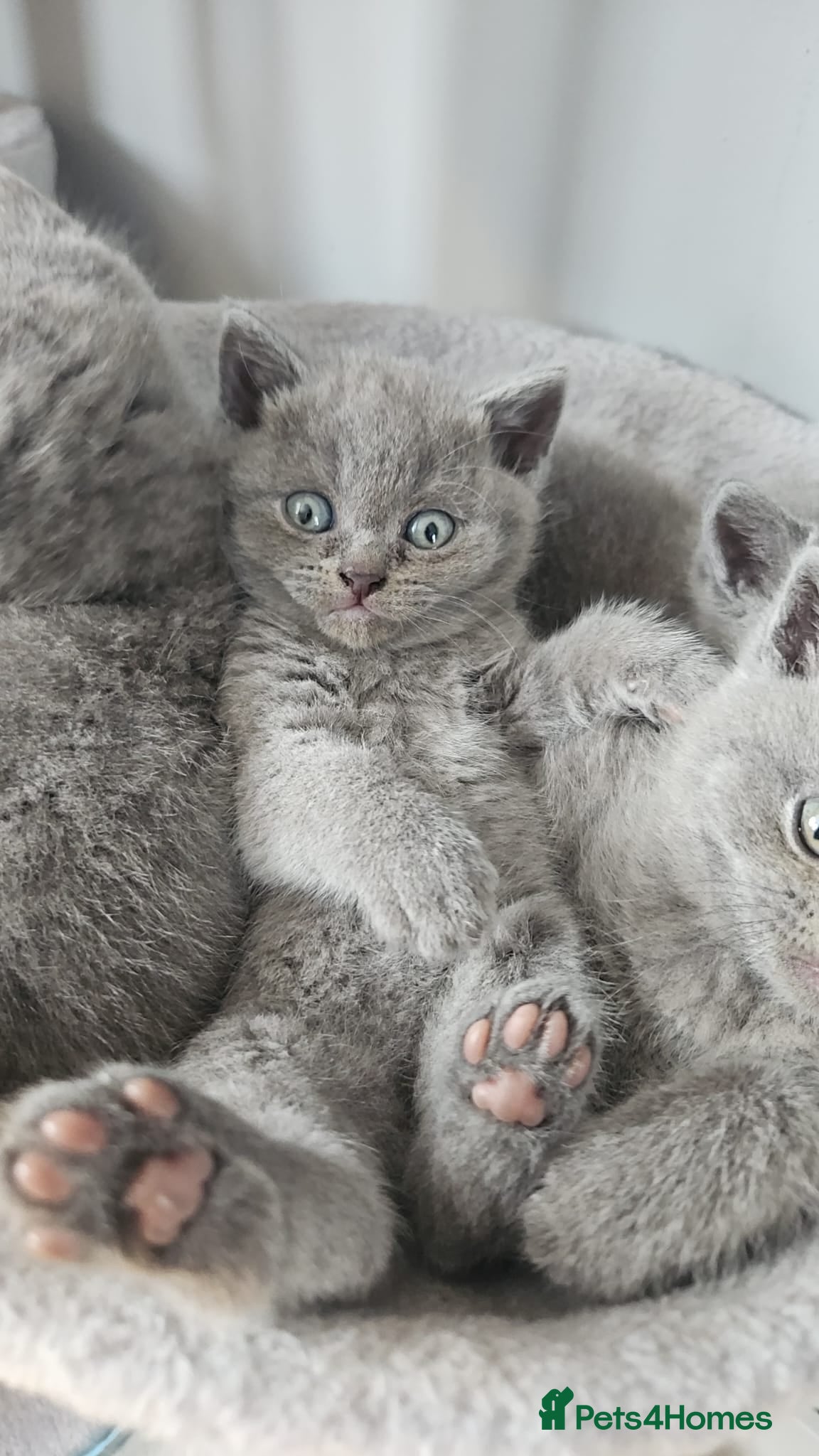 British Shorthair cats Simba - Advert 1