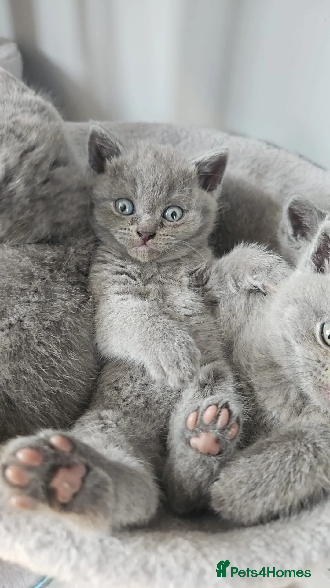 British Shorthair cats for sale: Simba - Advert 1