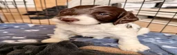 Mixed Breed dogs for sale: Sprockerpoo Puppies - Advert 9