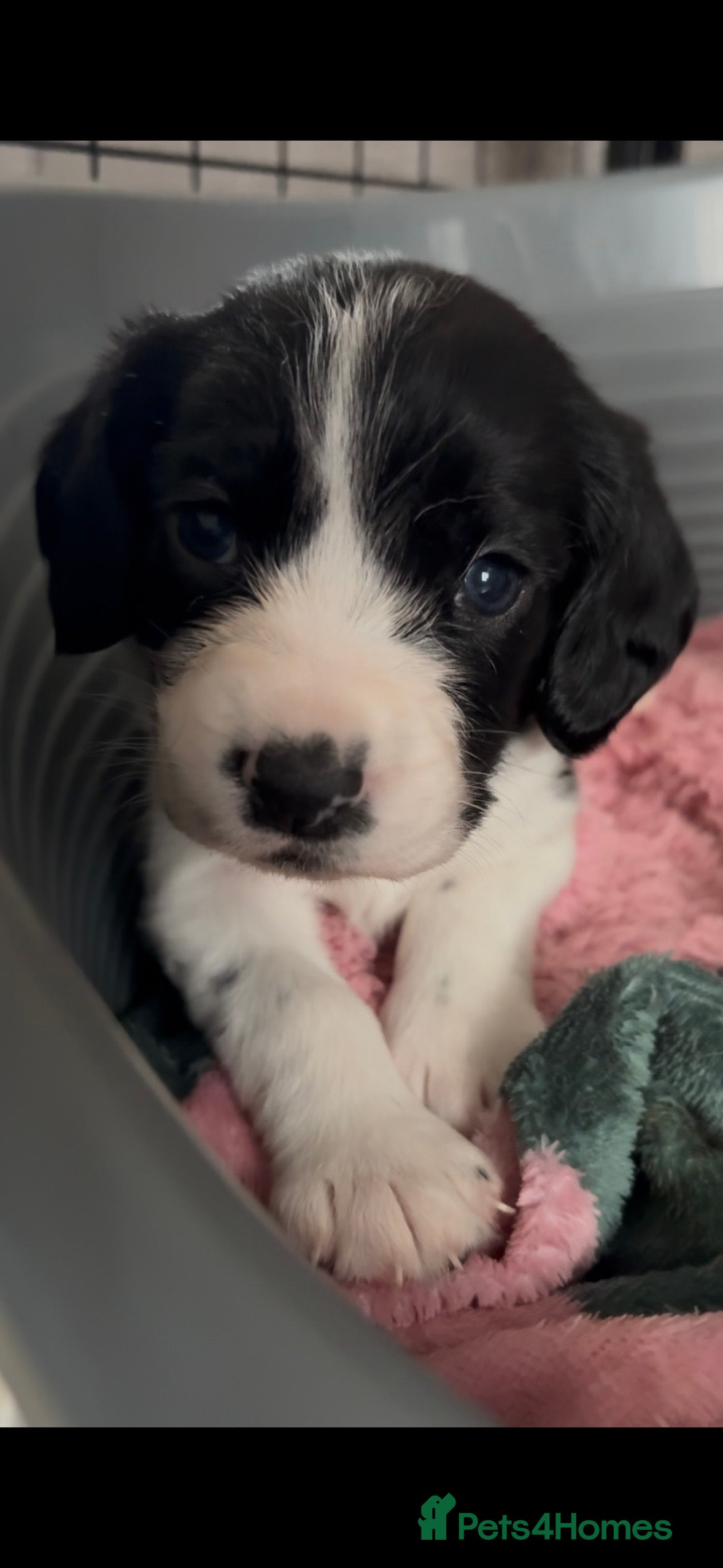 Cockerdor dogs Litter of Cockerdors  - Advert 3