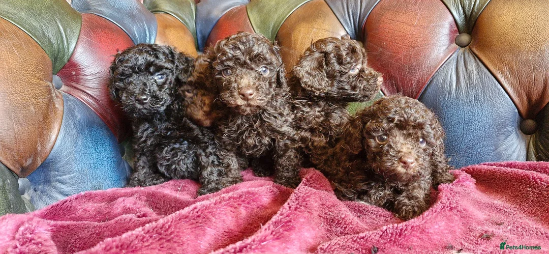 Toy Poodle dogs for sale: Gorgeous toy poodle pupps.health tested parents  - Advert 13