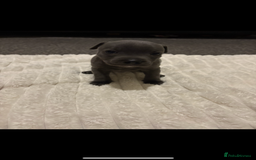 Staffordshire Bull Terrier dogs for sale: KC Registered Blue Staffordshire Bull Terrier  - Image 12