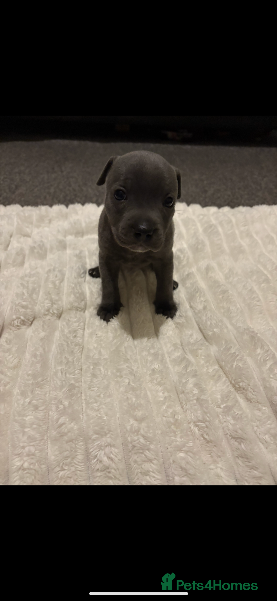 Staffordshire Bull Terrier dogs for sale: KC Registered Blue Staffordshire Bull Terrier  - Image 12