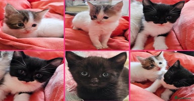 Mixed Breed cats - Advert 5