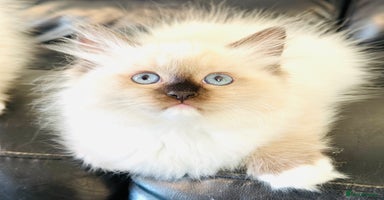 Ragdoll cats - Advert 10