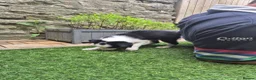 Border Collie dogs for sale: PURE-BRED BORDER COLLIE PUPS  - Advert 4