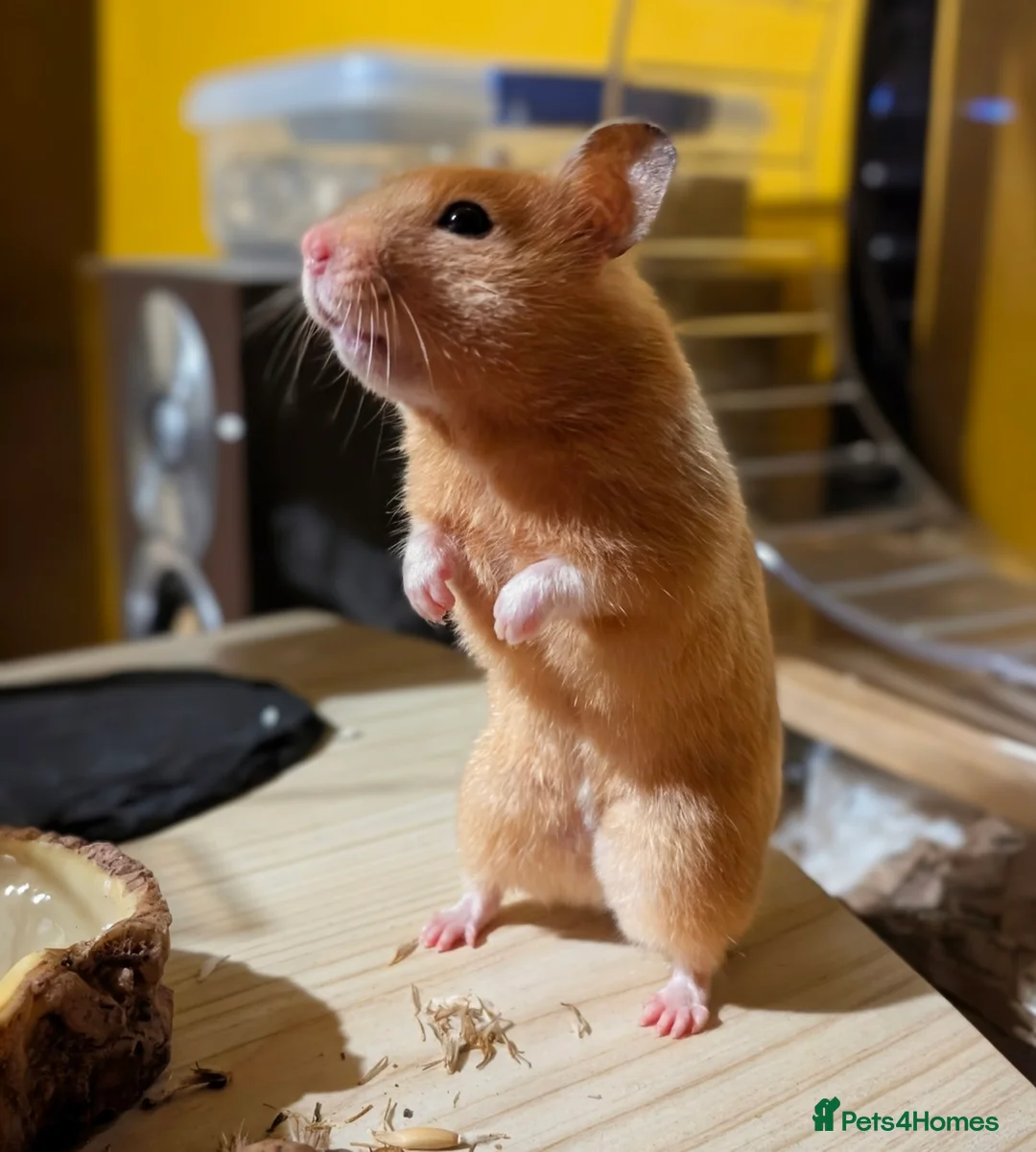 Hamster rodents for sale: Hundred Acre Hamster Rescue  - Advert 2