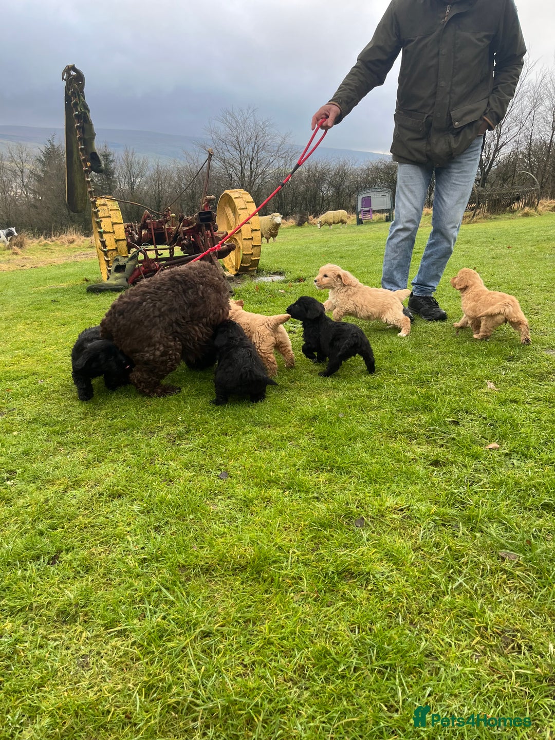 Labradoodle dogs for sale: Beautiful healthy Labradoodle Puppied - Advert 5