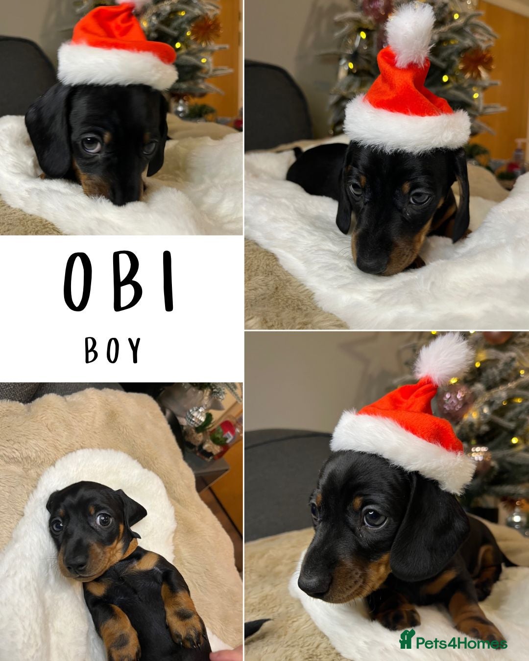 Miniature Dachshund dogs for sale: Kennel club registered champion bloodline. - Advert 5