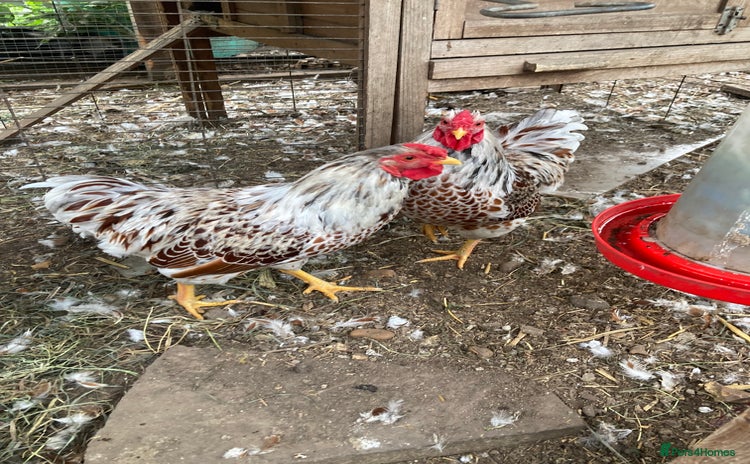 Chickens poultry - Advert 4