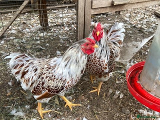 Chickens poultry - Advert 25