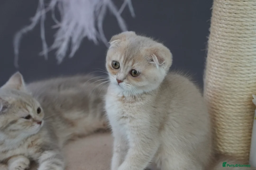 Munchkin cats for sale: ⚜️Rare munchkins⚜️ - Advert 2