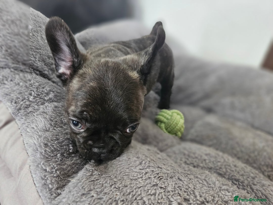 French Bulldog dogs for sale: French bulldog puppies  - Advert 37