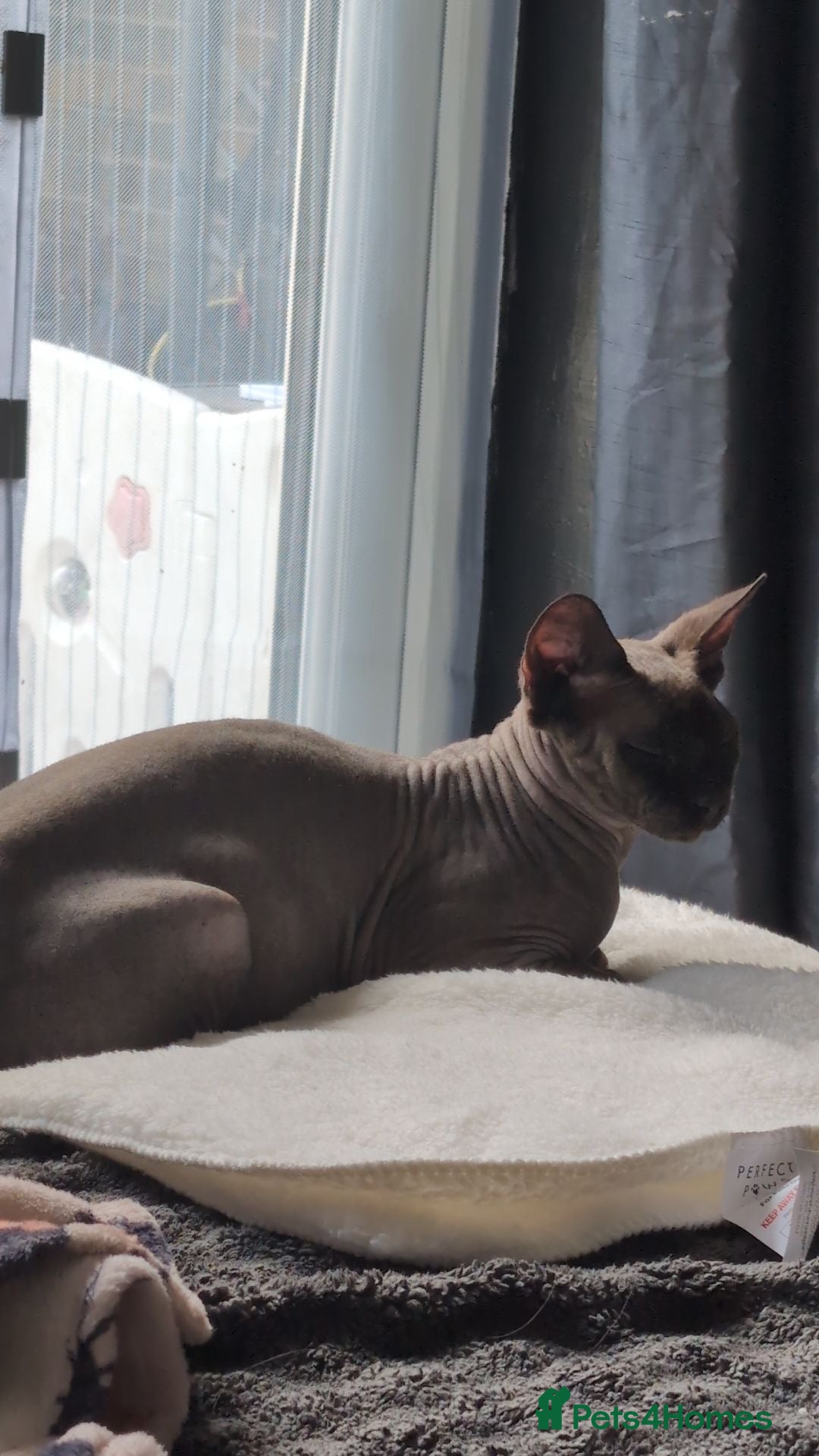Sphynx cats for sale: Sphyx  - Image 9