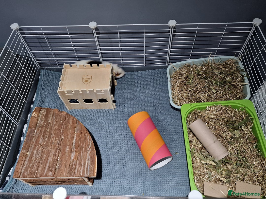 Guinea Pig rodents for sale: 2 friendly female guinea pigs with kavee full cage - Advert 7