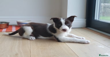 Border Collie dogs - Advert 9