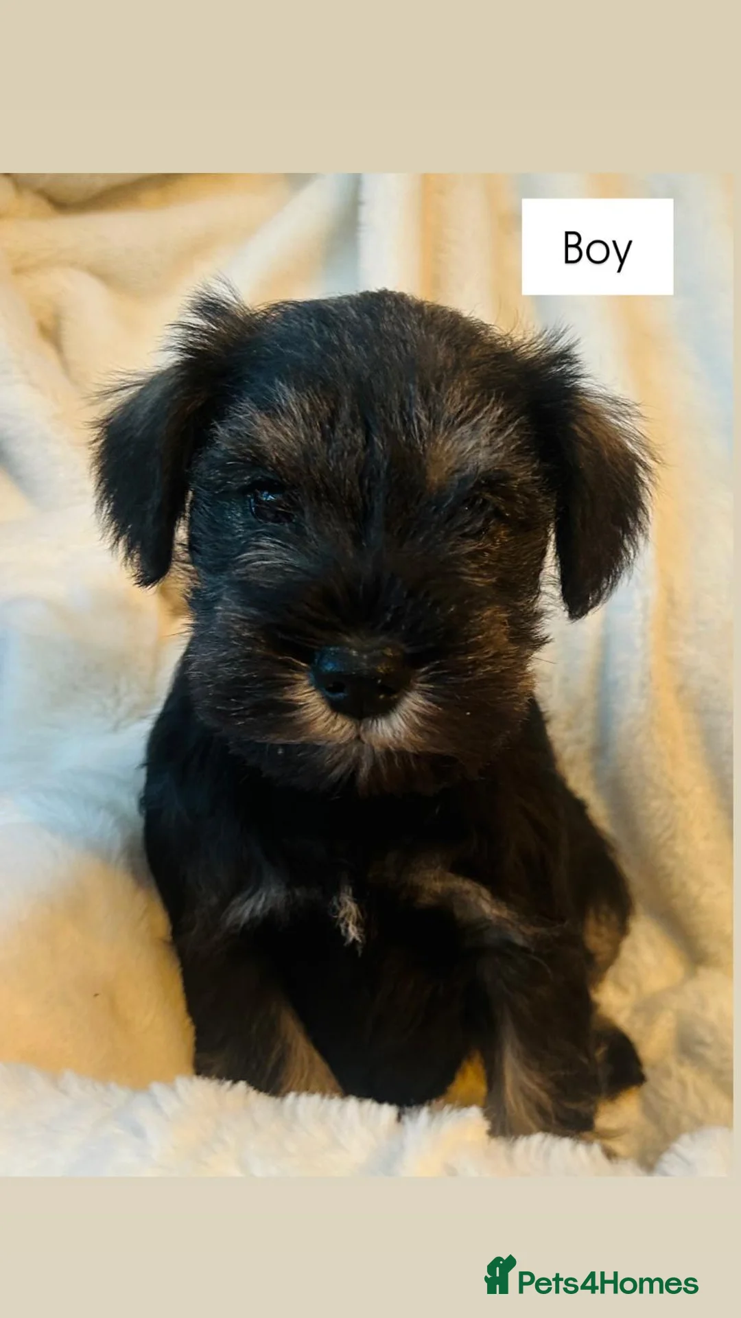 Miniature Schnauzer dogs for sale: KC registered Minature schnauzer puppies - Advert 7