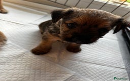 Mixed Breed dogs for sale: Mixed border terrier girl  - Advert 2