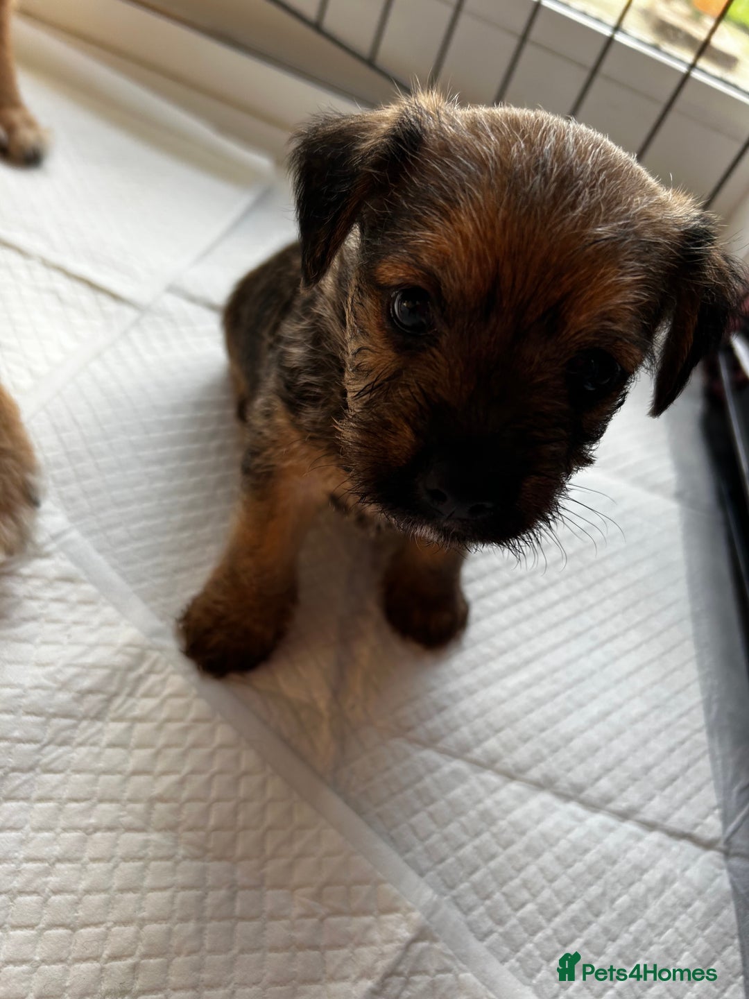 Mixed Breed dogs for sale: Mixed border terrier girl  - Advert 2