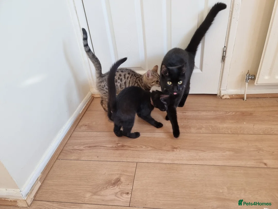 Mixed Breed cats for sale: 3 lovely little boys looking for their family - Advert 2