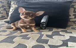 Chihuahua dogs for sale: KC Reg lilac and chocolates puppies READY NOW - Image 3