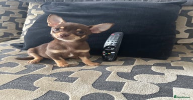 Chihuahua dogs - Advert 7