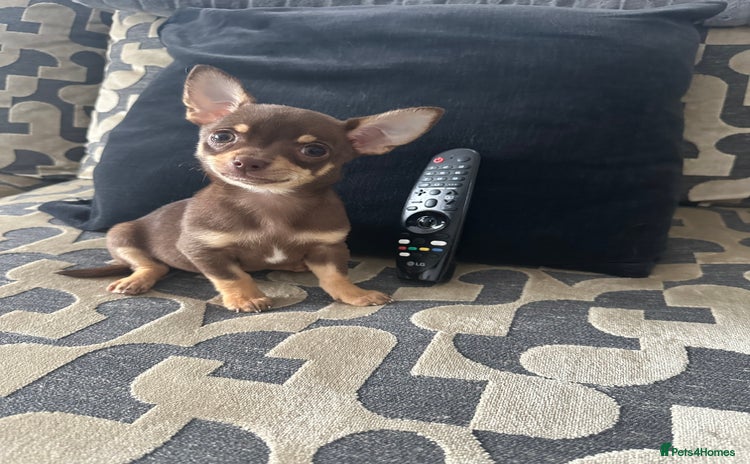 Chihuahua dogs - Advert 3
