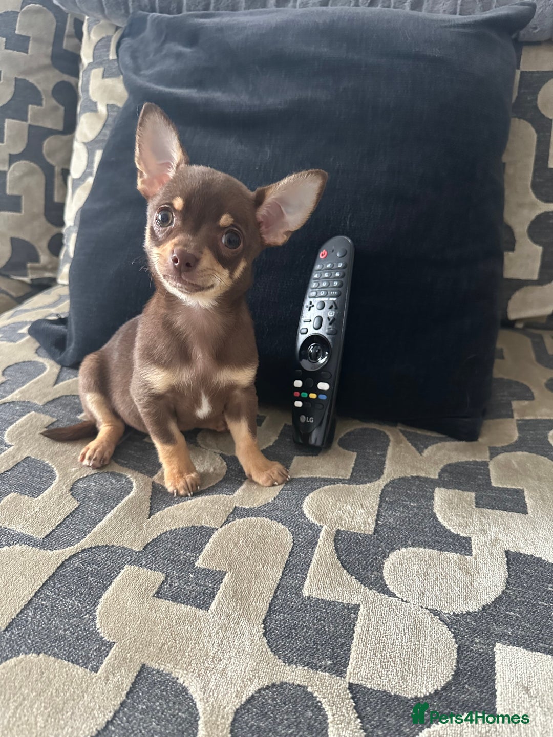 Chihuahua dogs for sale: KC Reg lilac and chocolates puppies READY NOW - Image 3