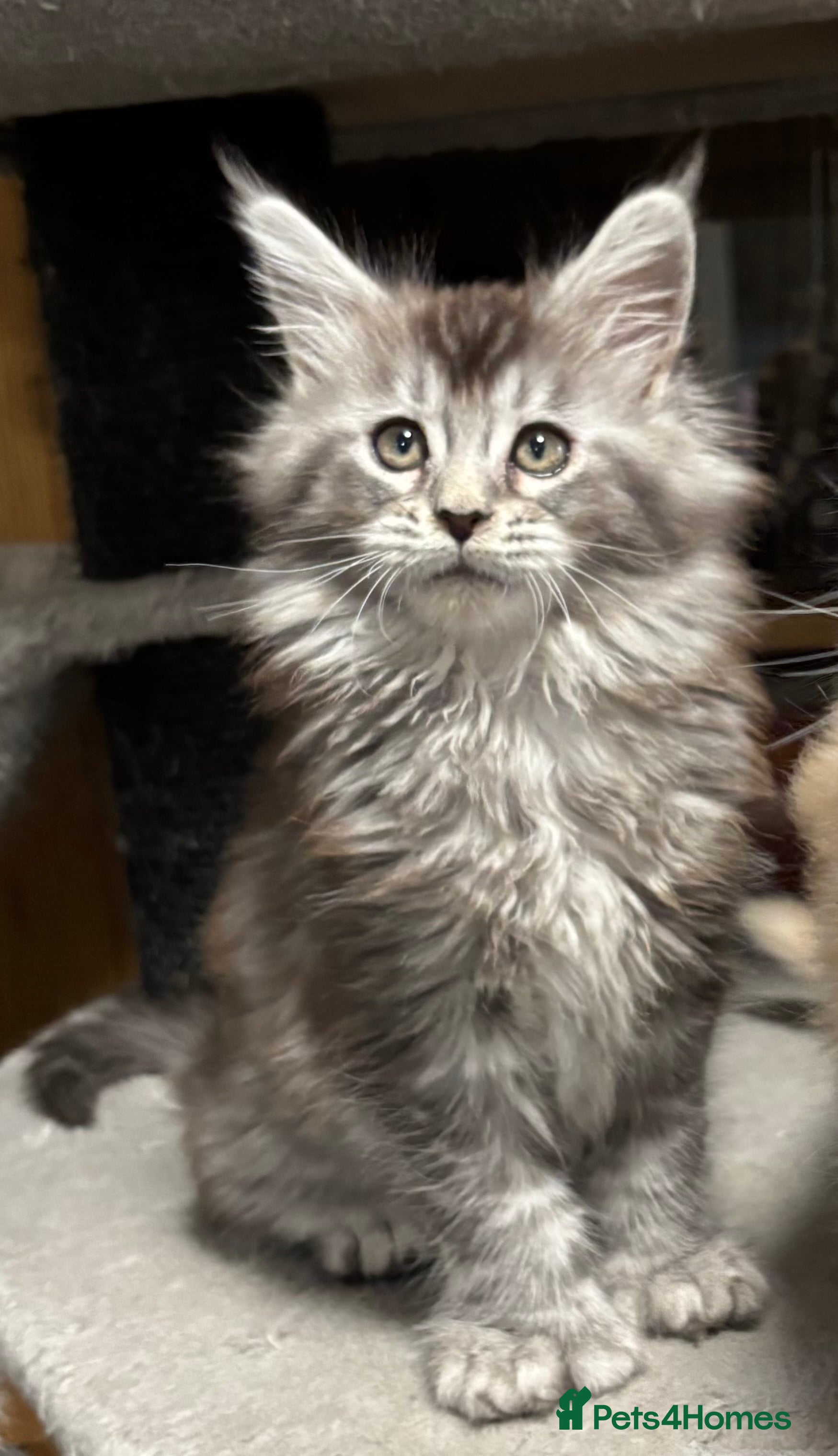 Maine Coon cats Maine Coon kittens polydactyl/non polydactyl  - Advert 6