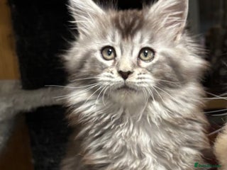 Maine Coon cats Maine Coon kittens polydactyl/non polydactyl - Advert 6