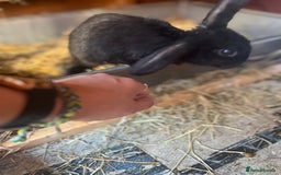 Lionhead rabbits for sale: Bunny called Hope - indoor bunny  - Image 2