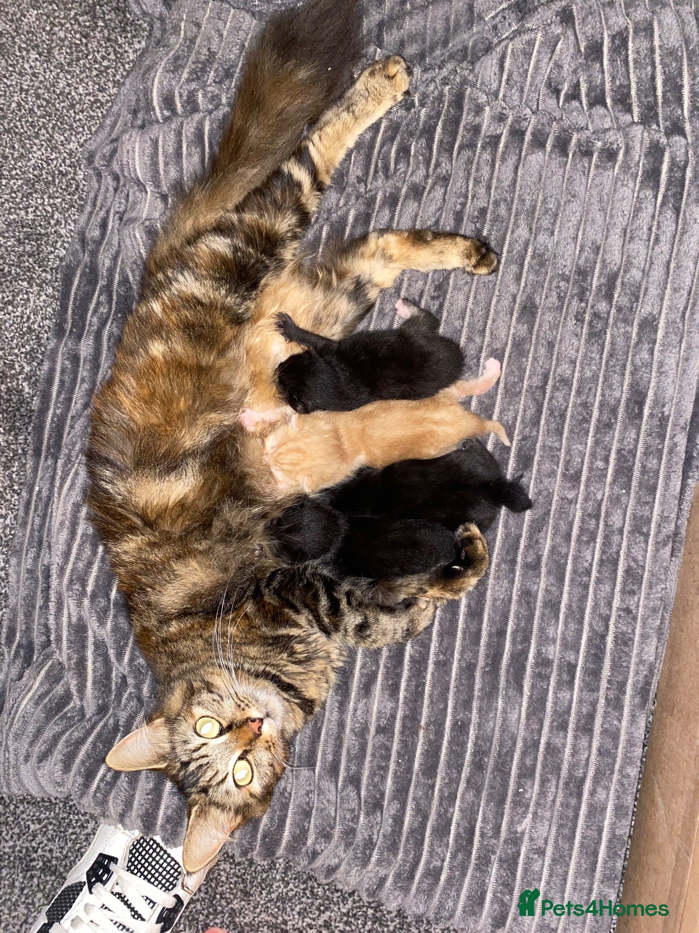 British Longhair cats Gorgeous fluffy kittens - Advert 1