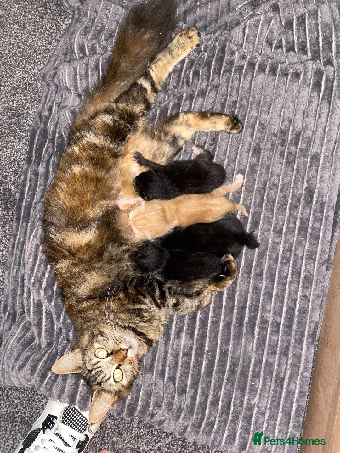 British Longhair cats for sale: Gorgeous fluffy kittens - Advert 1