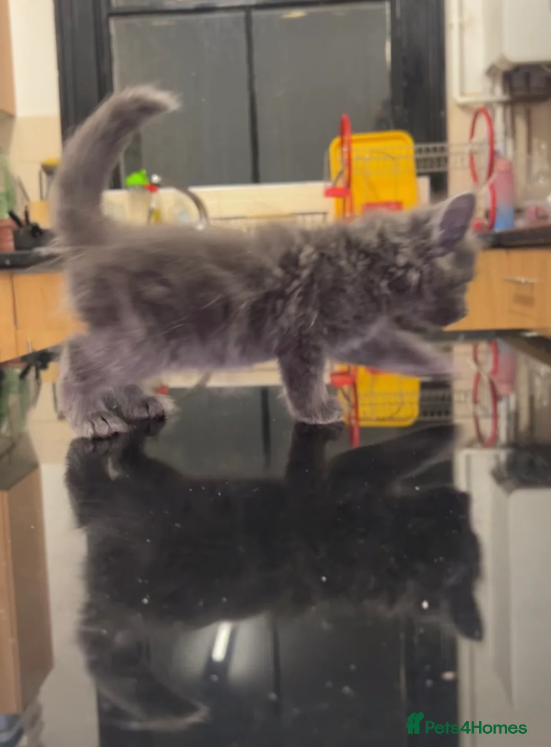 British Longhair cats for sale: Beautiful kitten - Advert 4