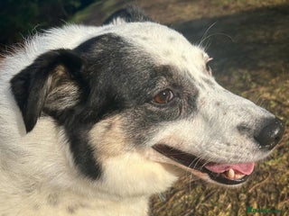 Mixed Breed dogs in Norwich - Advert 34