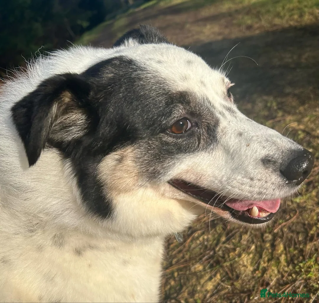 Mixed Breed dogs for adoption: Queenie - Norwich Norfolk  in Norwich - Advert 1