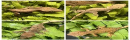 Gecko reptiles for sale: Crested Gecko Babies | Dalmatian & Lily White  - Advert 1