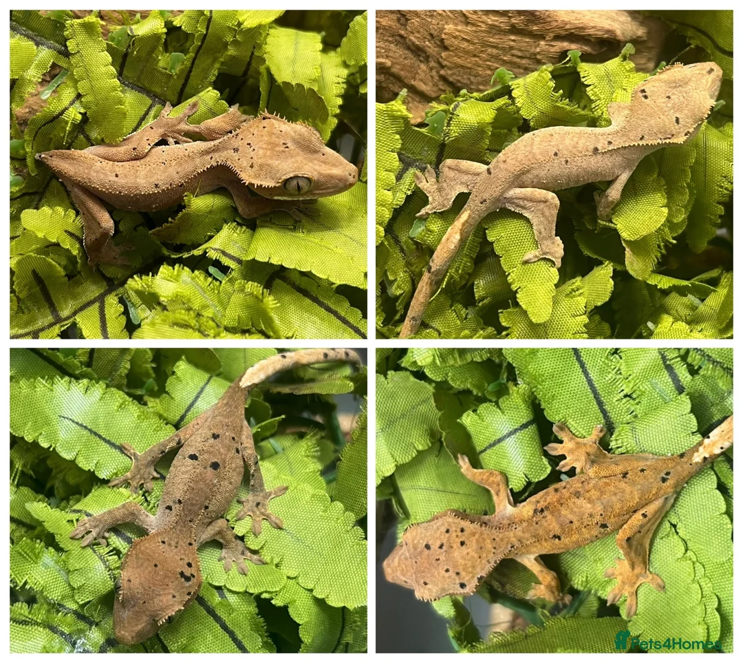 Gecko reptiles for sale: Crested Gecko Babies | Dalmatian & Lily White  - Advert 1