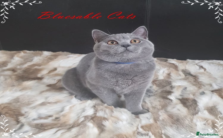 British Shorthair cats in Gainsborough - Advert 6