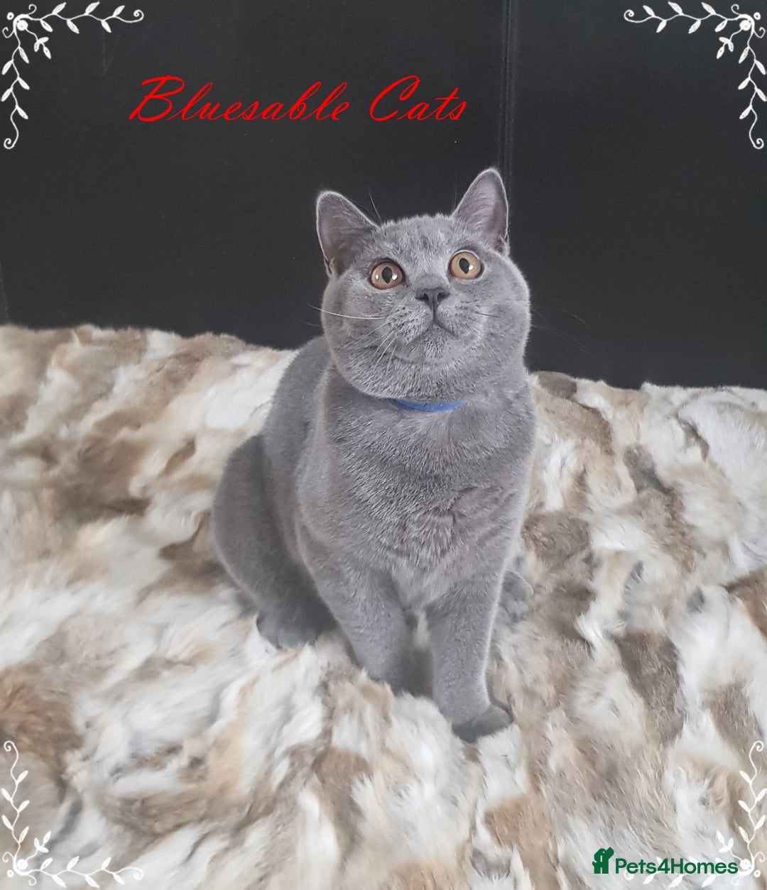 British Shorthair cats for sale: Championship BSH kittens ACTIVE   in Gainsborough - Image 1