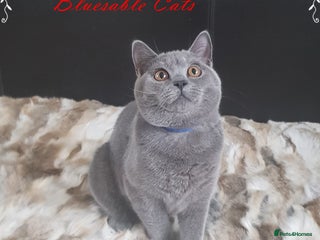 British Shorthair cats in Gainsborough - Advert 13
