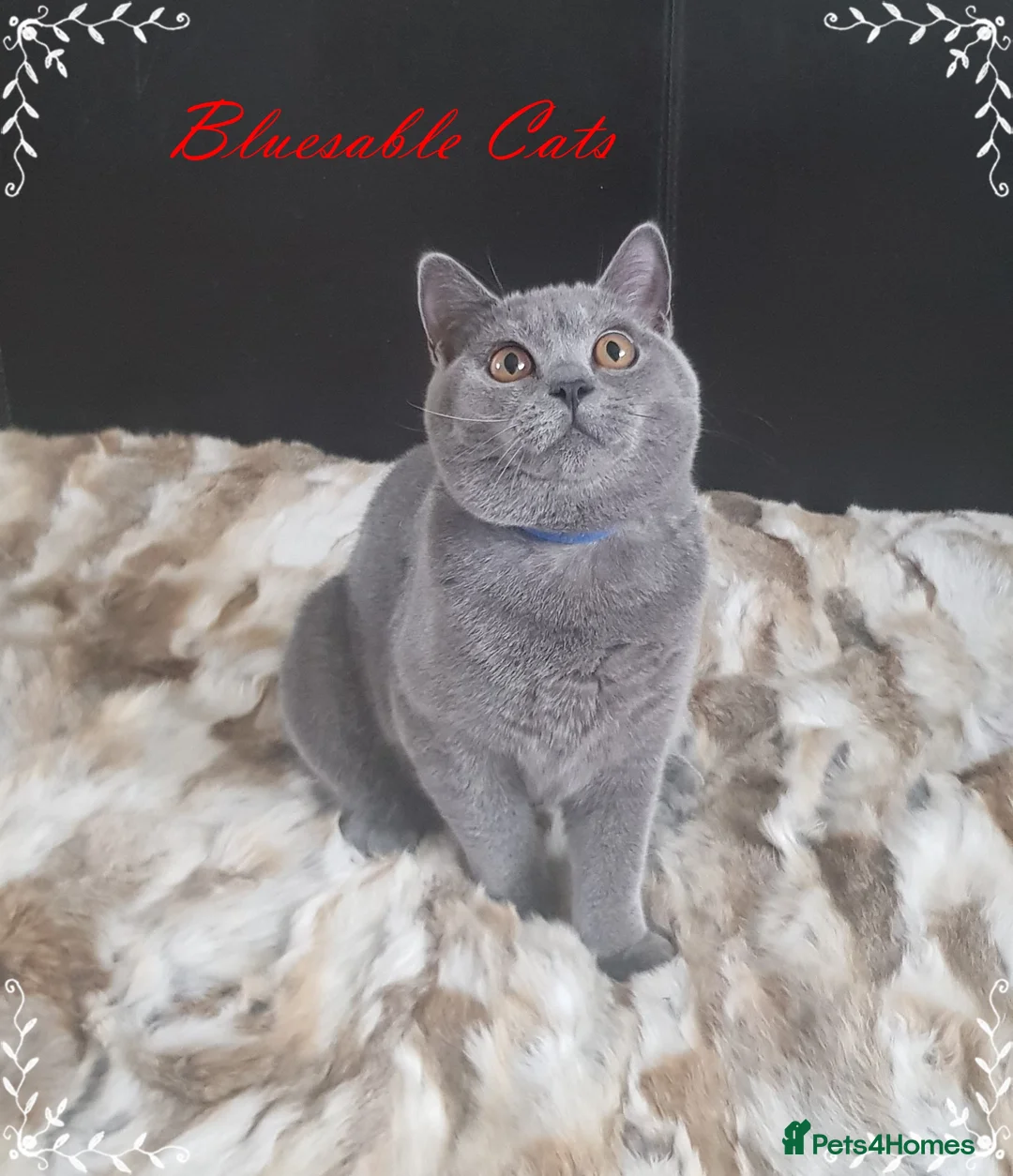 British Shorthair cats for sale: Championship BSH kittens ACTIVE   in Gainsborough - Advert 3