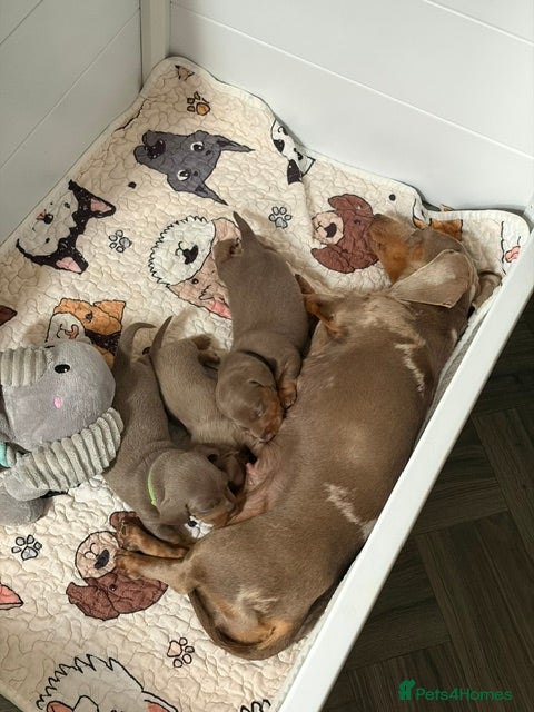 Miniature Dachshund dogs Mini Daxi Puppies Smooth Haired  - Advert 5